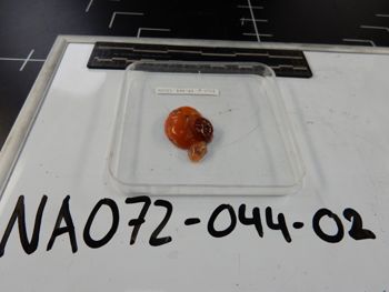 Media type: image;   Invertebrate Zoology 139216